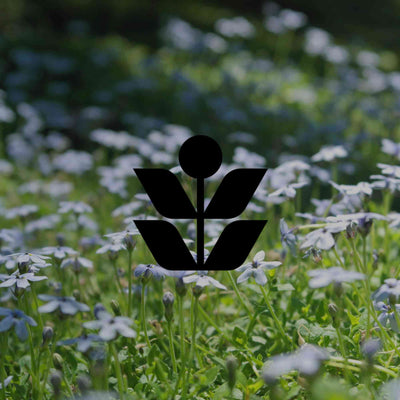 12 Australian native running groundcovers with beautiful flowers - Minimalist Gardener