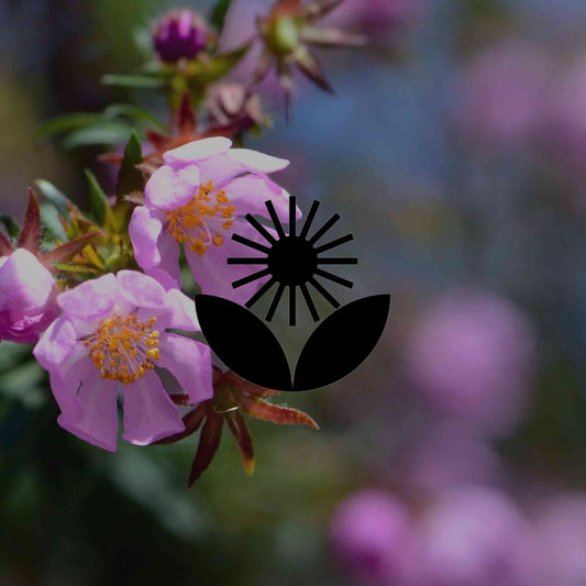12 Australian natives for steep banks and slopes in a garden - Minimalist Gardener