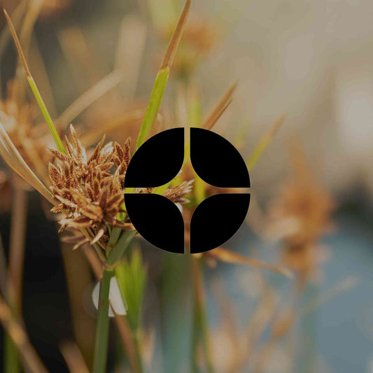 12 Australian natives to try as low-traffic lawn alternatives - Minimalist Gardener
