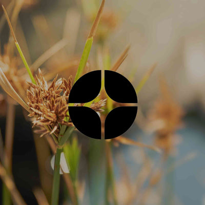 12 Australian natives to try as low-traffic lawn alternatives - Minimalist Gardener