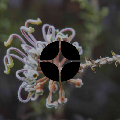 12 Australian natives with texture, tactility and soft form - Minimalist Gardener