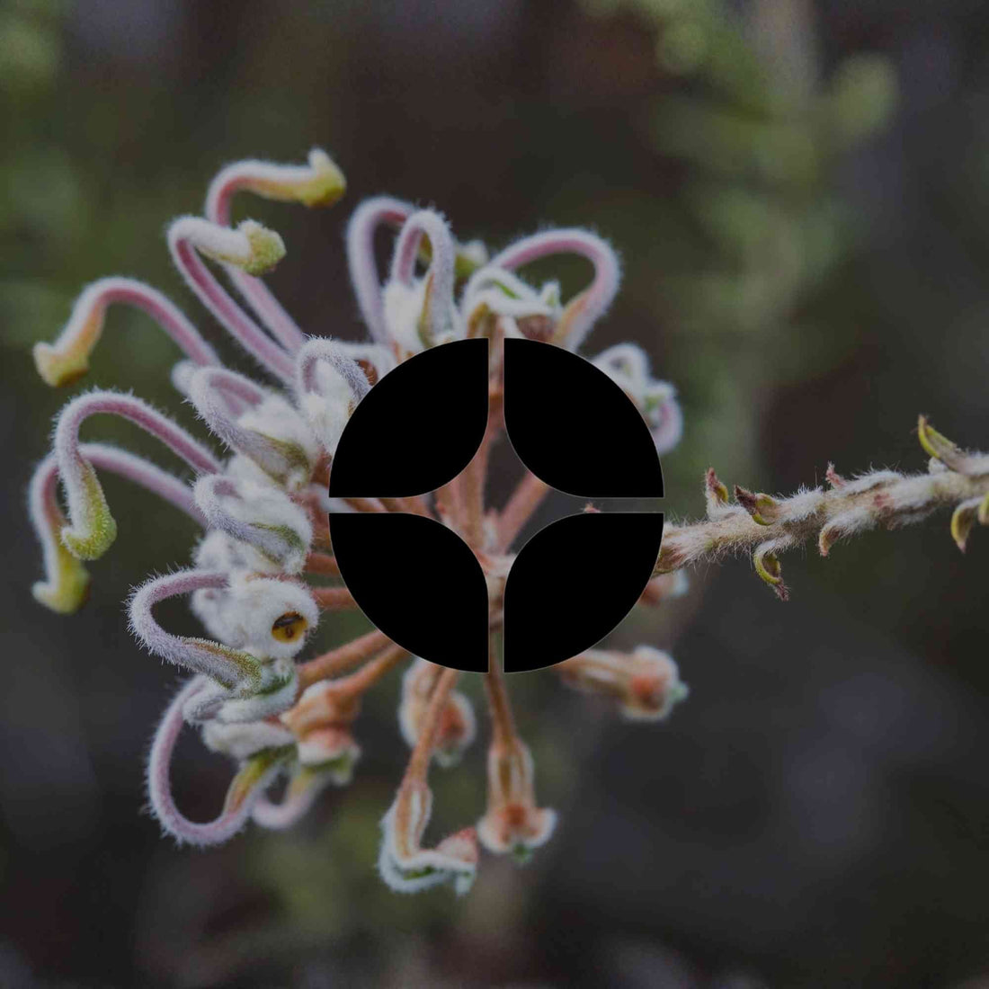 12 Australian natives with texture, tactility and soft form - Minimalist Gardener