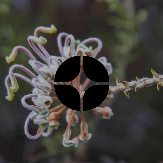 12 Australian natives with texture, tactility and soft form - Minimalist Gardener