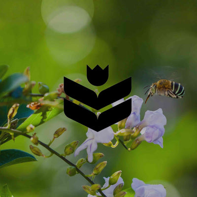 12 Australian wildflowers you can grow at home for native bees - Minimalist Gardener