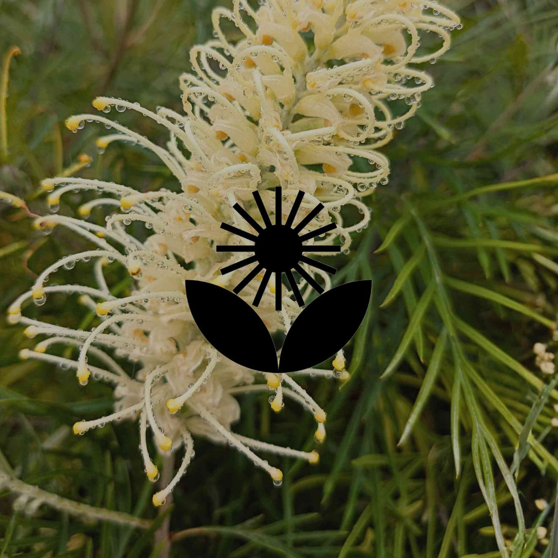 12 easy to grow Australian natives with spectacular flowers - Minimalist Gardener