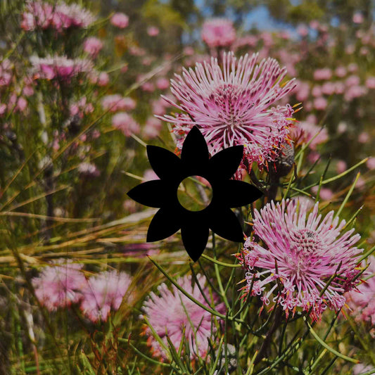 12 extraordinarily unique Australian native garden plants - Minimalist Gardener