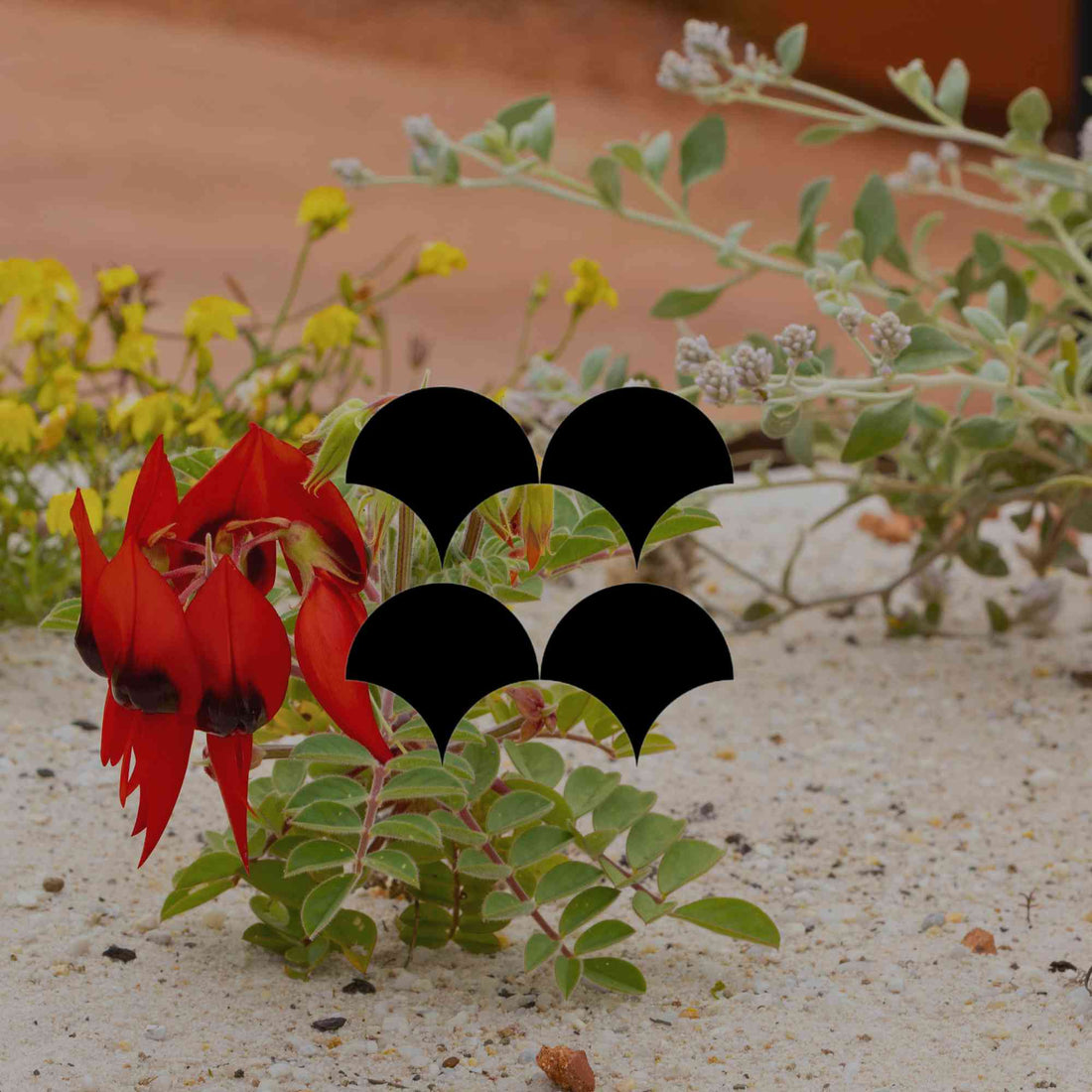 12 flowering Australian desert plants to grow at home - Minimalist Gardener
