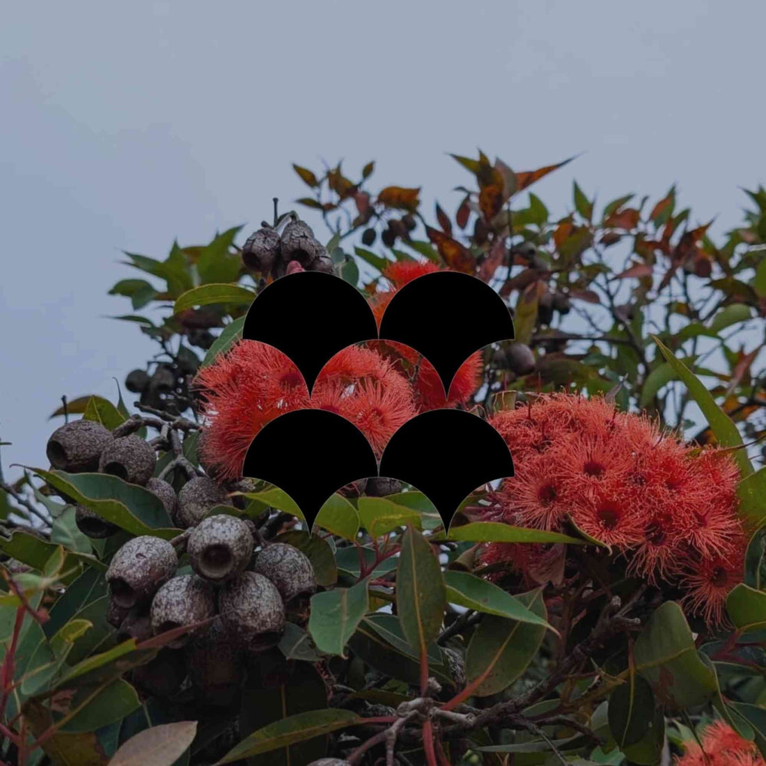 12 flowering Australian native trees for pots and balconies - Minimalist Gardener