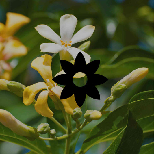 12 fragrant Australian native plants and trees to add to your garden - Minimalist Gardener