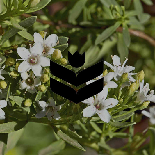 12 ground-hugging Australian natives with spectacular flowers - Minimalist Gardener