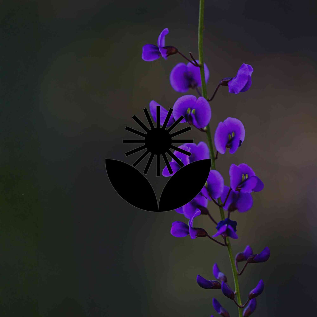 12 highly adaptable Australian native plants for your garden - Minimalist Gardener