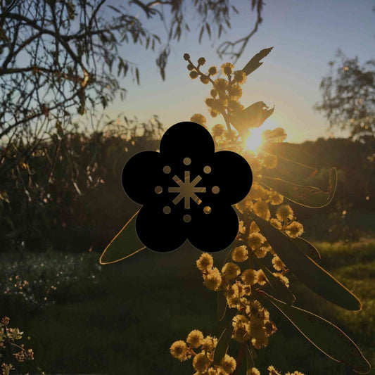 12 interesting Australian native plants for full sun - Minimalist Gardener