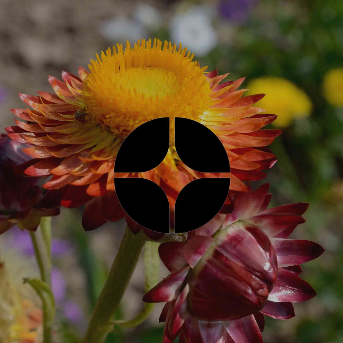 12 low-effort Australian natives for bold colour and interest - Minimalist Gardener