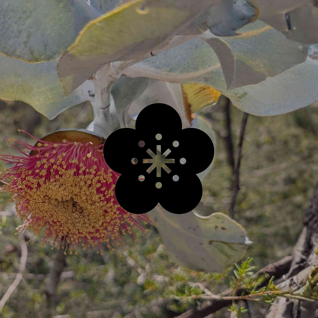 12 of Australia's rarest and most vulnerable plants - Minimalist Gardener