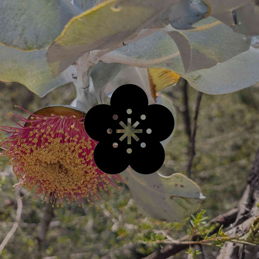 12 of Australia's rarest and most vulnerable plants - Minimalist Gardener