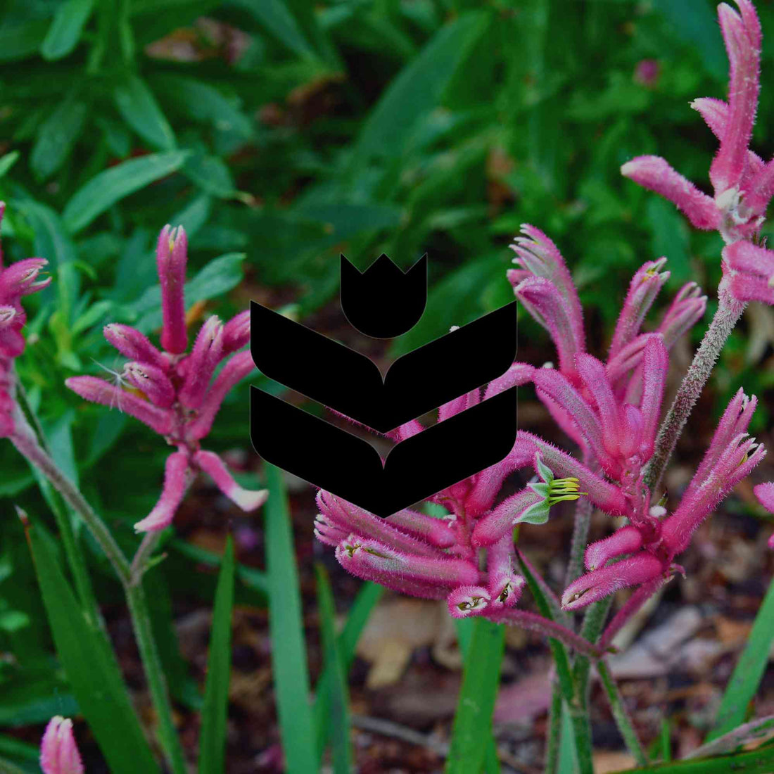 12 pretty Australian native plants with pink flowers - Minimalist Gardener