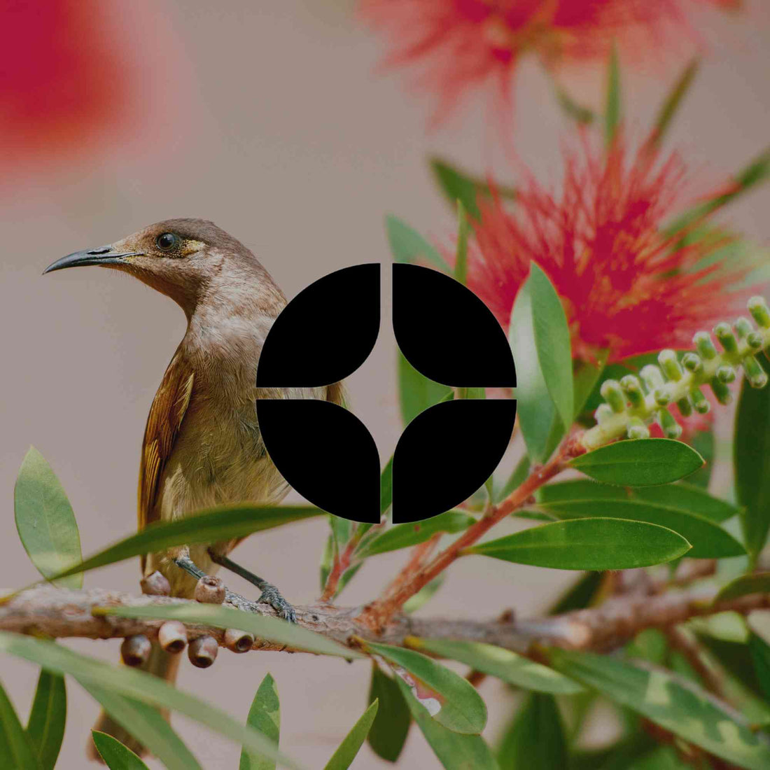 12 radiant Australian native plants with red flowers - Minimalist Gardener