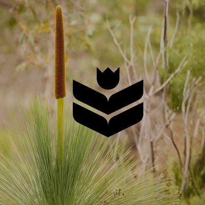 12 structural Australian native plants for modern gardens - Minimalist Gardener