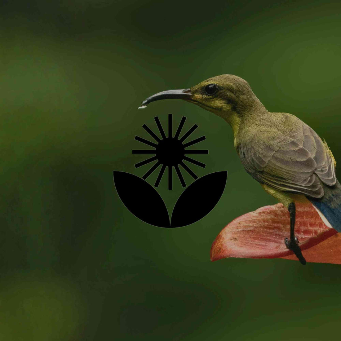 12 tropical and subtropical Australian native garden plants for wildlife - Minimalist Gardener