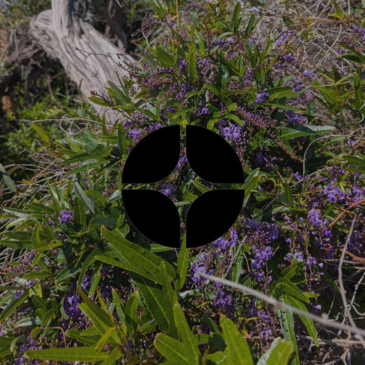 12 underused Australian native vines and climbing plants - Minimalist Gardener