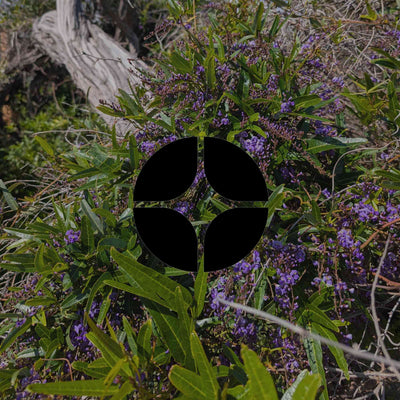 12 underused Australian native vines and climbing plants - Minimalist Gardener