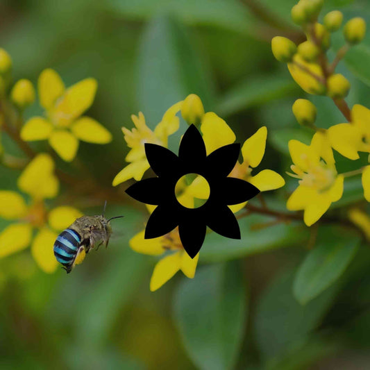 12 vivid Australian native plants with yellow flowers - Minimalist Gardener