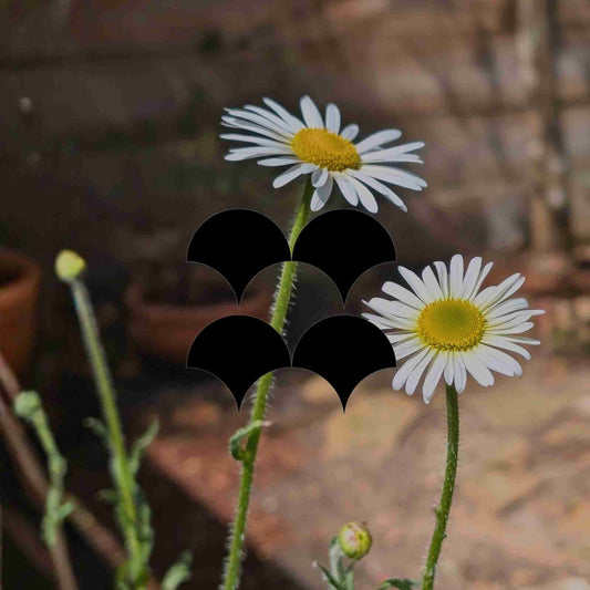 12 wonderful Australian native plants with white flowers - Minimalist Gardener