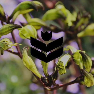 10 Australian native plants with unusually dark flowers