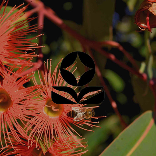 12 Australian native plants with brilliant orange flowers