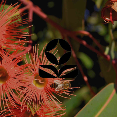 12 Australian native plants with brilliant orange flowers