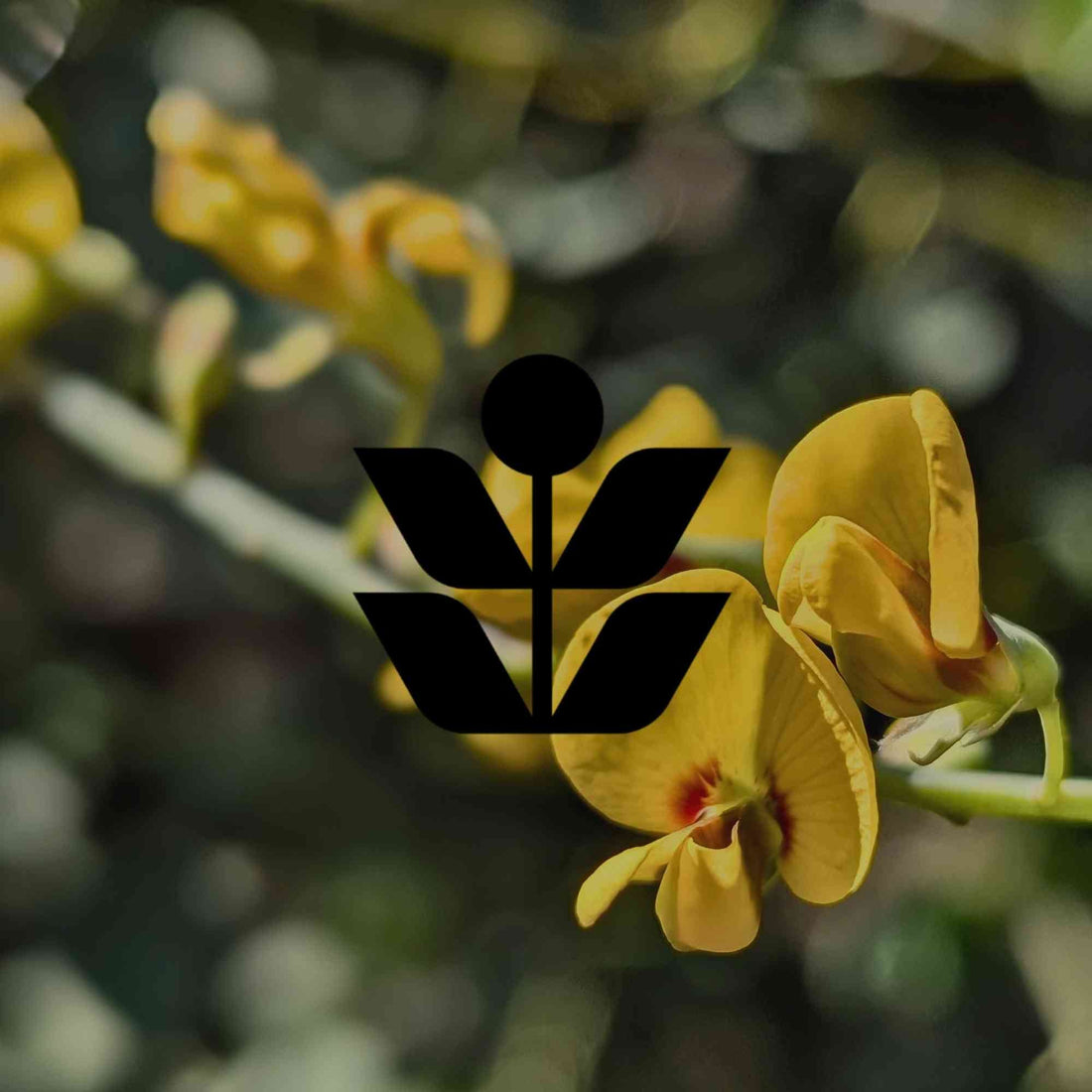 12 Australian natives with small, delicate flowers