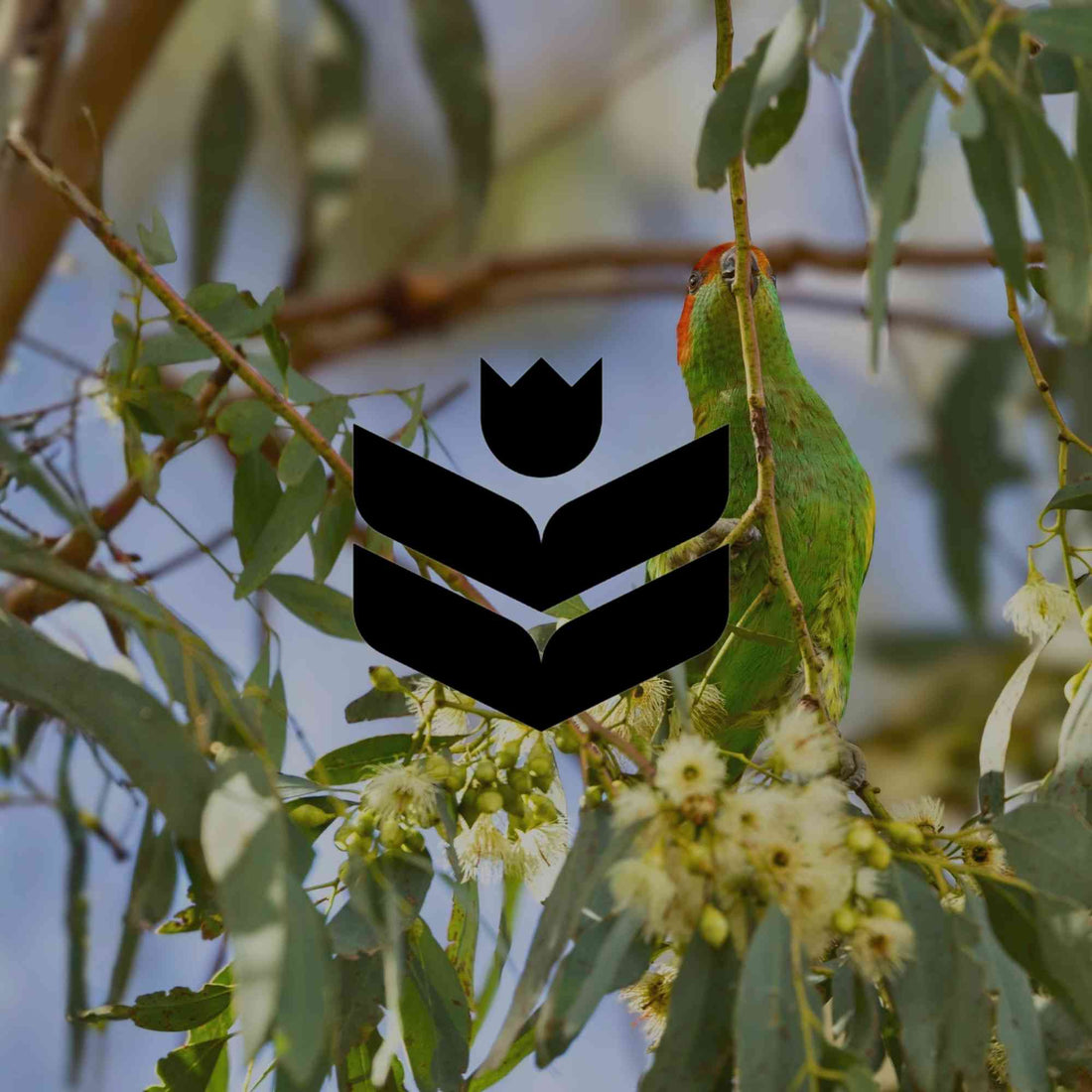 12 flowering Australian native trees for large gardens