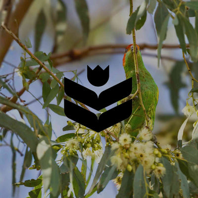 12 flowering Australian native trees for large gardens