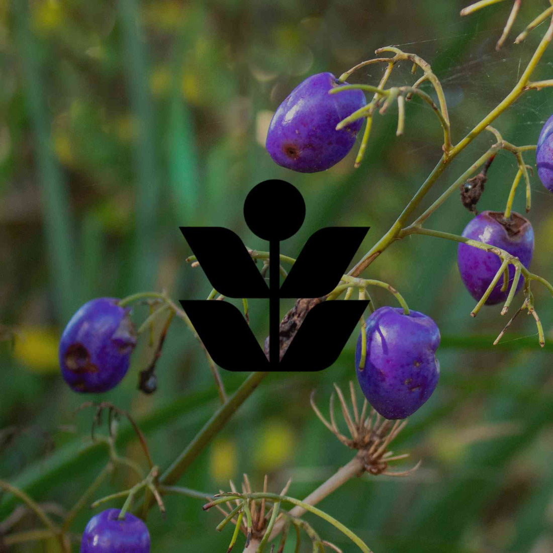 13 Australian native plants that provide berries for local birds - Minimalist Gardener