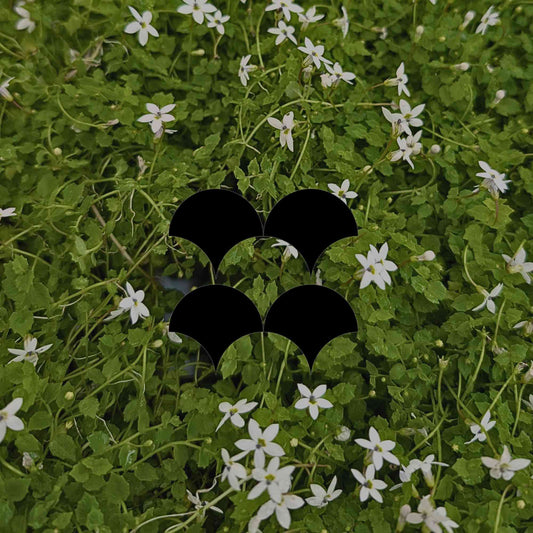13 Australian native plants to use as a living mulch in your garden - Minimalist Gardener