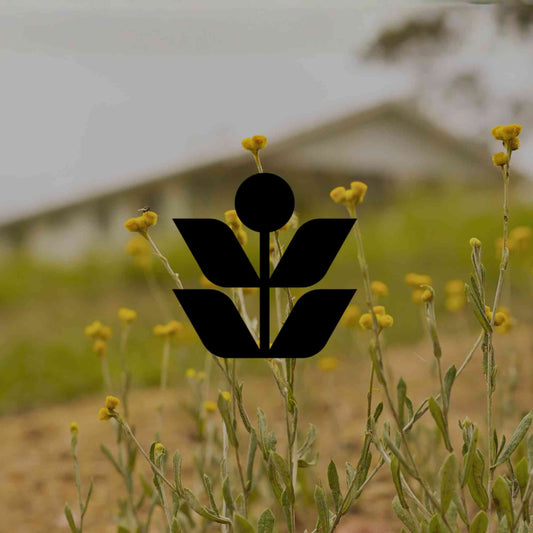 13 Australian plants for sandy soil and how to establish them - Minimalist Gardener