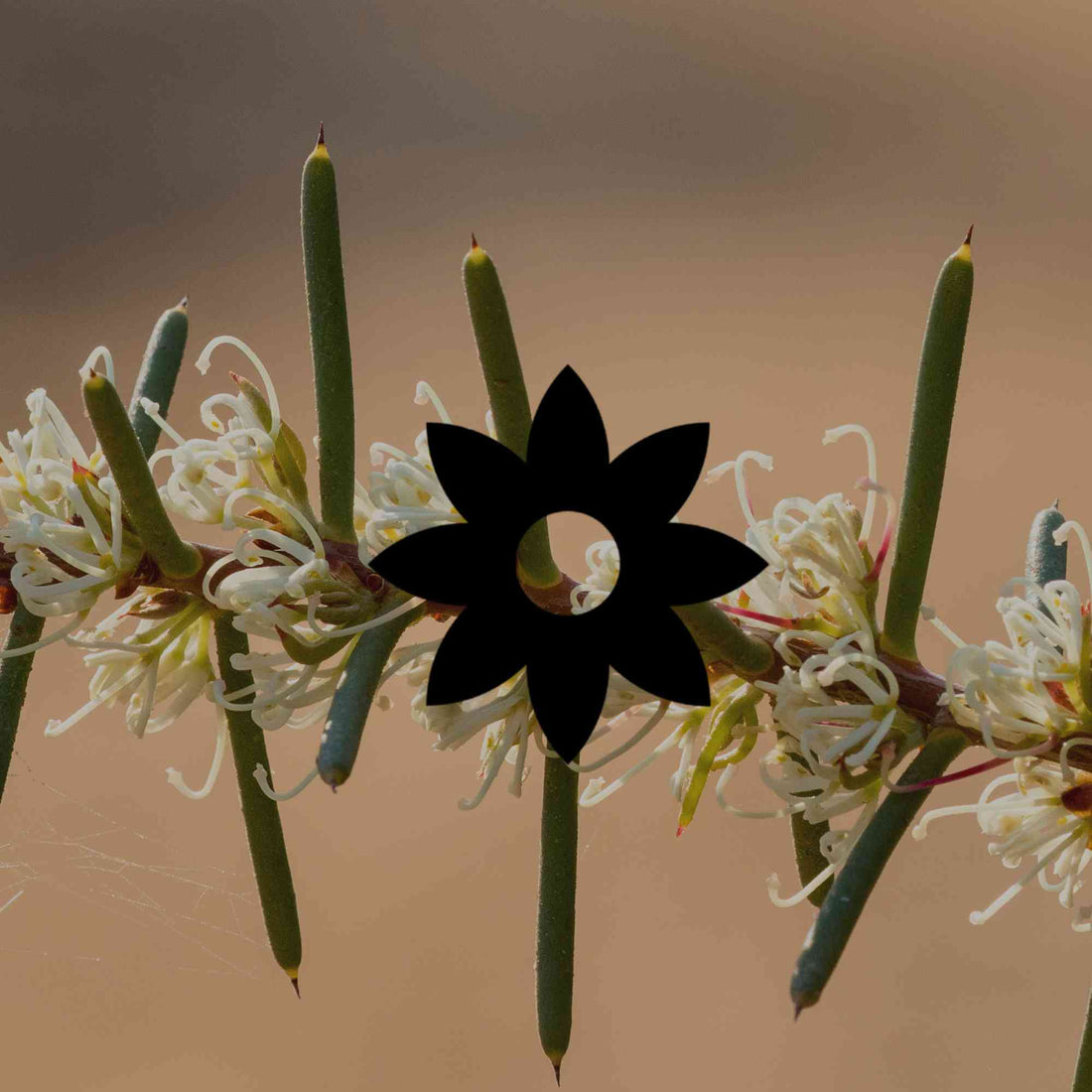 15 Australian native plants with silver foliage for heat tolerance - Minimalist Gardener