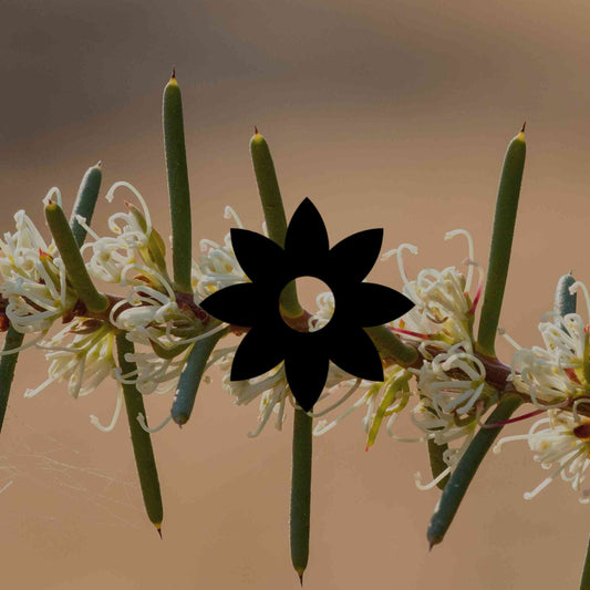 15 Australian native plants with silver foliage for heat tolerance - Minimalist Gardener
