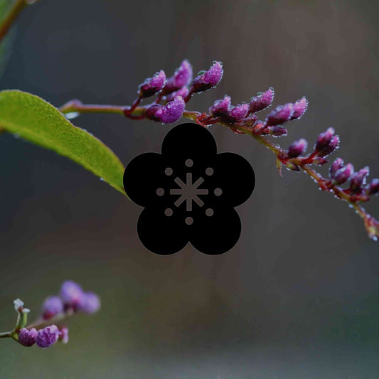 15 bulletproof Australian natives for almost any garden - Minimalist Gardener