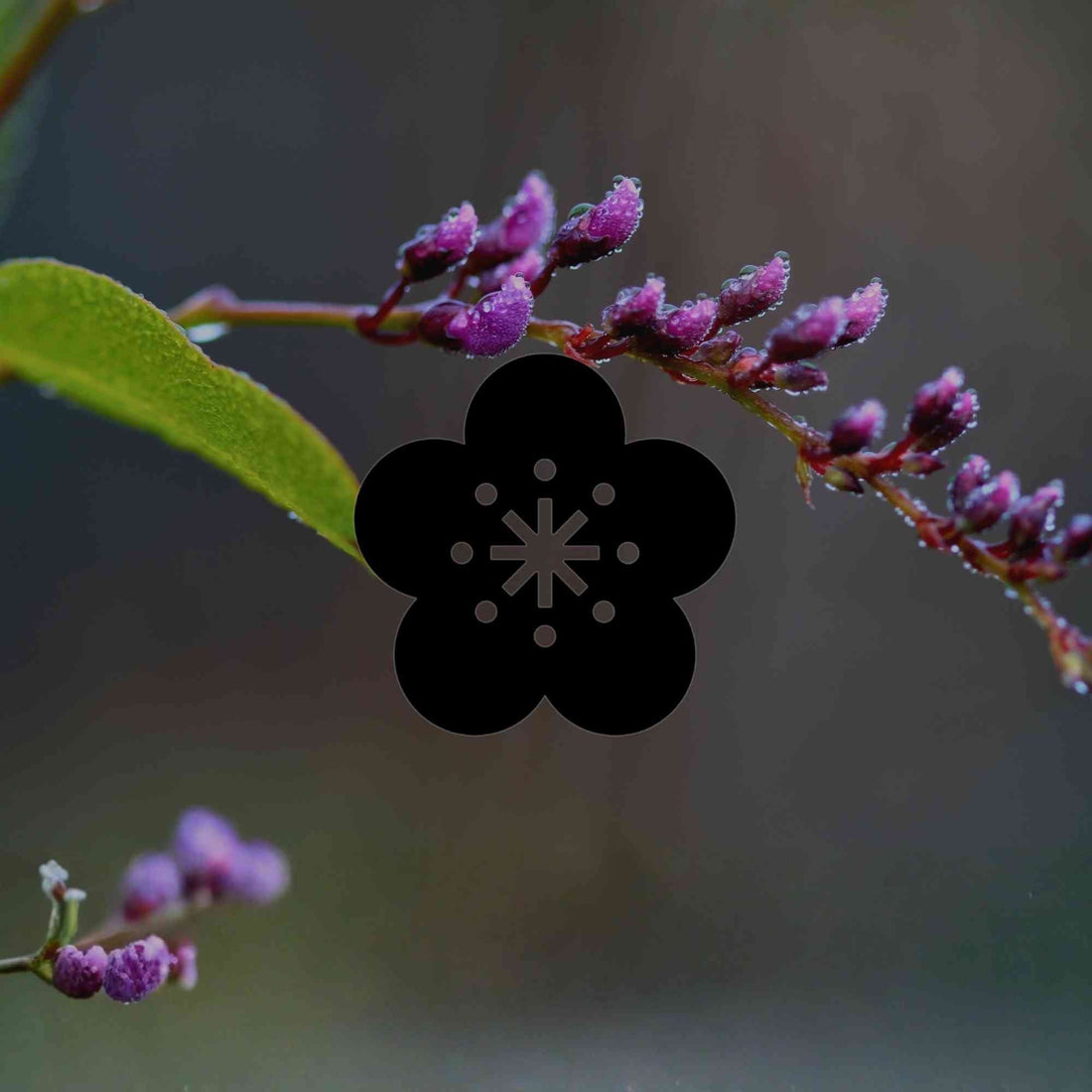 15 bulletproof Australian natives for almost any garden - Minimalist Gardener