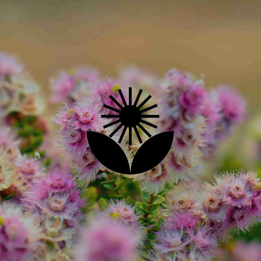 15 dramatic Australian native plants for real impact in a garden - Minimalist Gardener