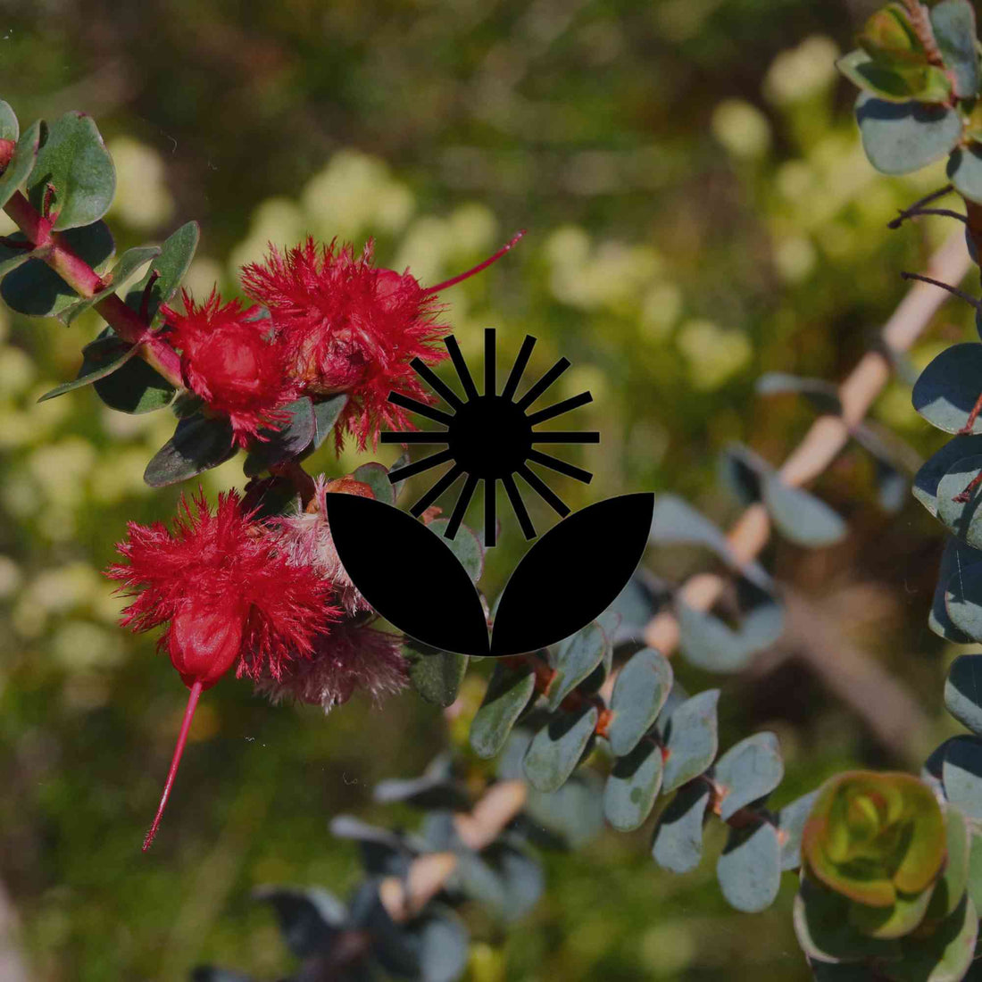 15 of Western Australia's most mind-blowing wildflowers for gardens - Minimalist Gardener