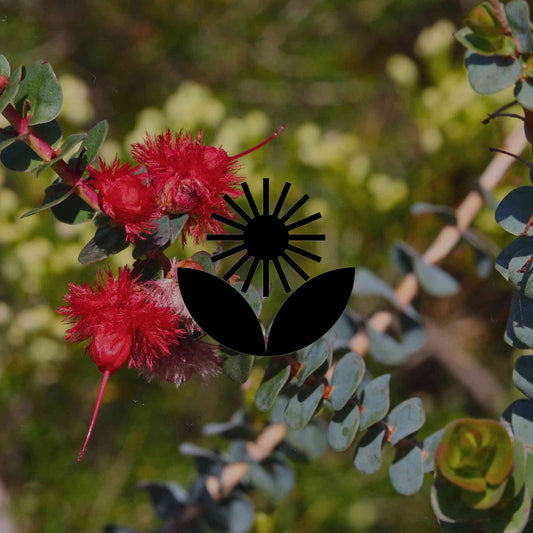 15 of Western Australia's most mind-blowing wildflowers for gardens - Minimalist Gardener