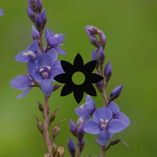 15 summer flowering Australian natives for a bursting garden - Minimalist Gardener