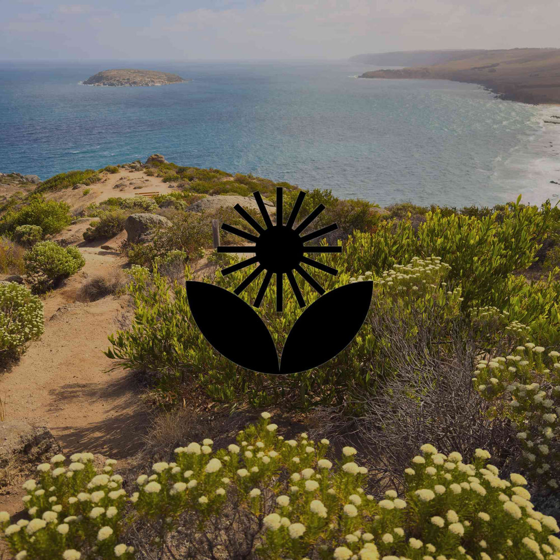 15 super tough Australian native coastal plants for gardens - Minimalist Gardener