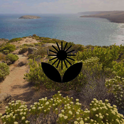 15 super tough Australian native coastal plants for gardens - Minimalist Gardener