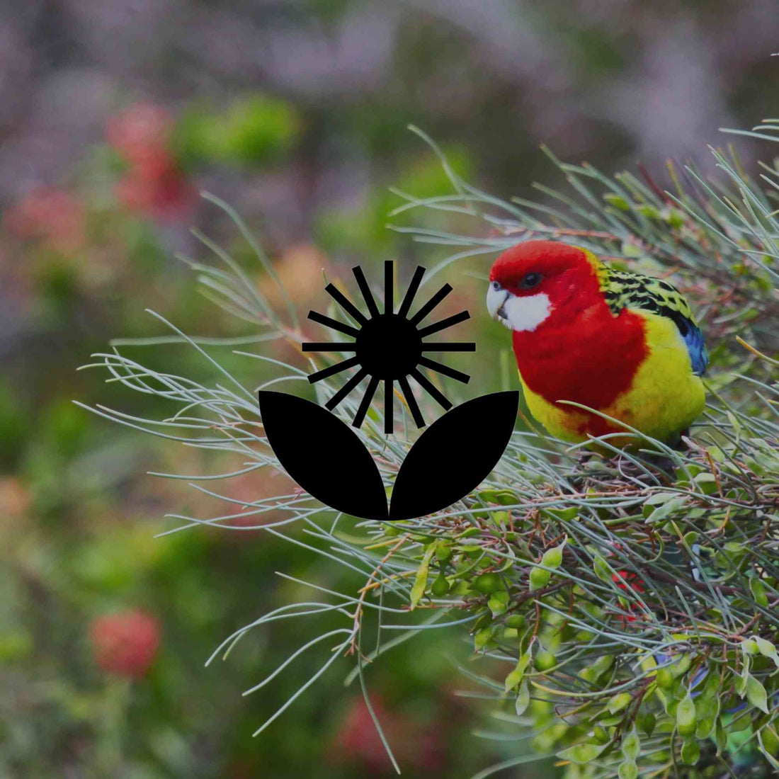 15 early spring flowering Australian natives across climate zones