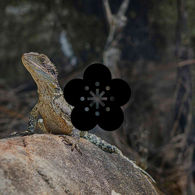 16 Australian native plants for a beautiful rockery garden - Minimalist Gardener