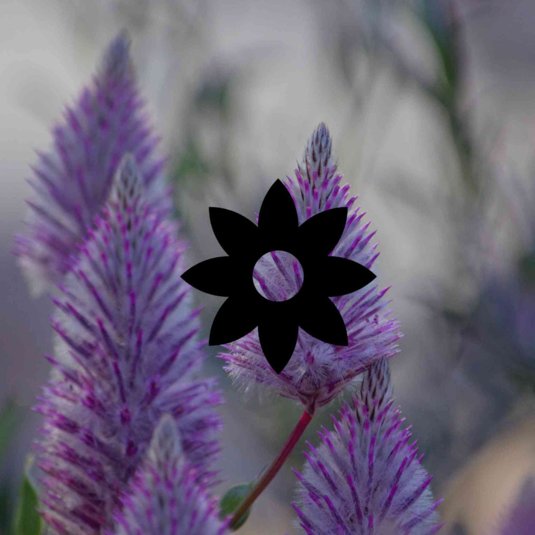 20 deep-rooted Australian native plants adapted to heat - Minimalist Gardener
