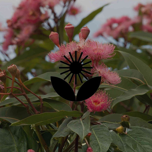 7 small Australian native trees perfect for suburban gardens - Minimalist Gardener